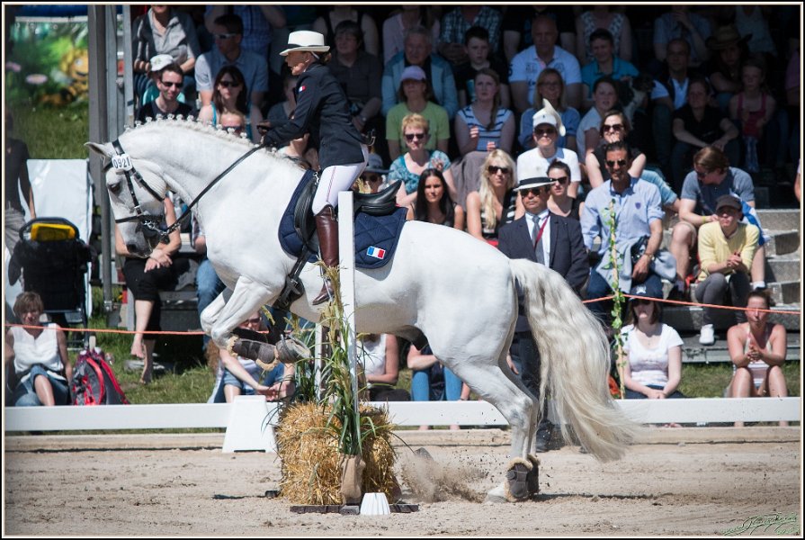 Pferd International 164